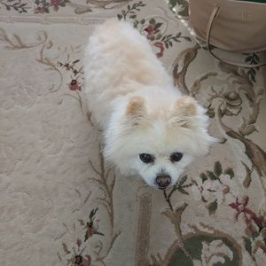 Meet your Posher, Denise